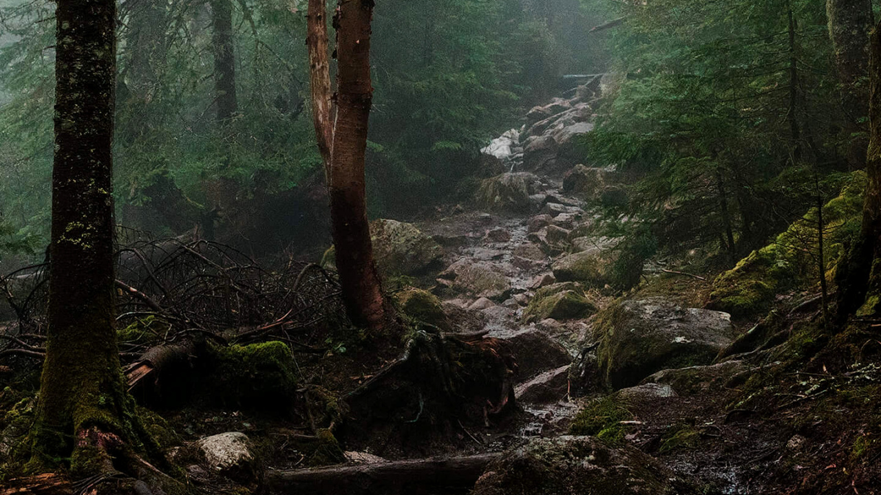 Обои лесная эстетика, эстетика, лес, Союз Маркони, растение в разрешении 1280x720