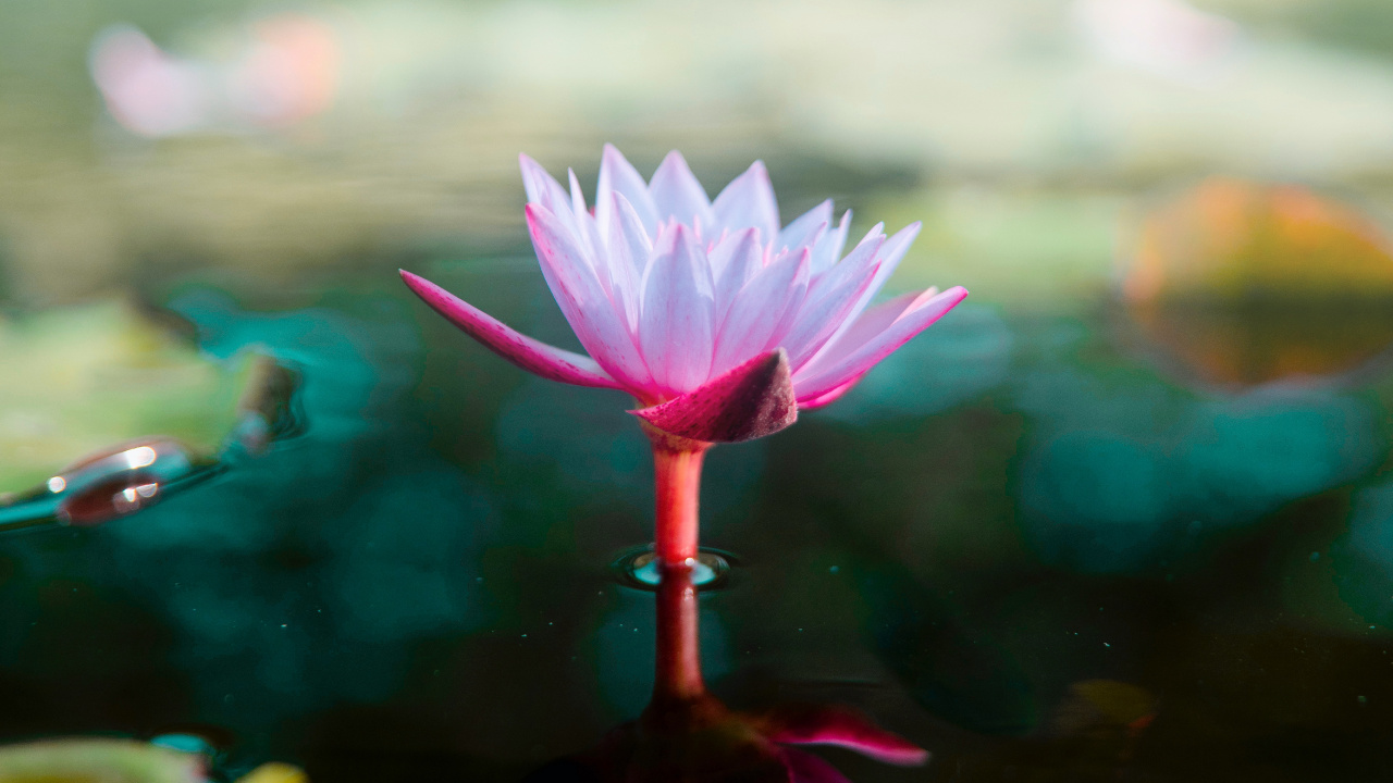 Обои цветок, Кувшинка Лотос, природа, священный Лотос, водное растение в разрешении 1280x720