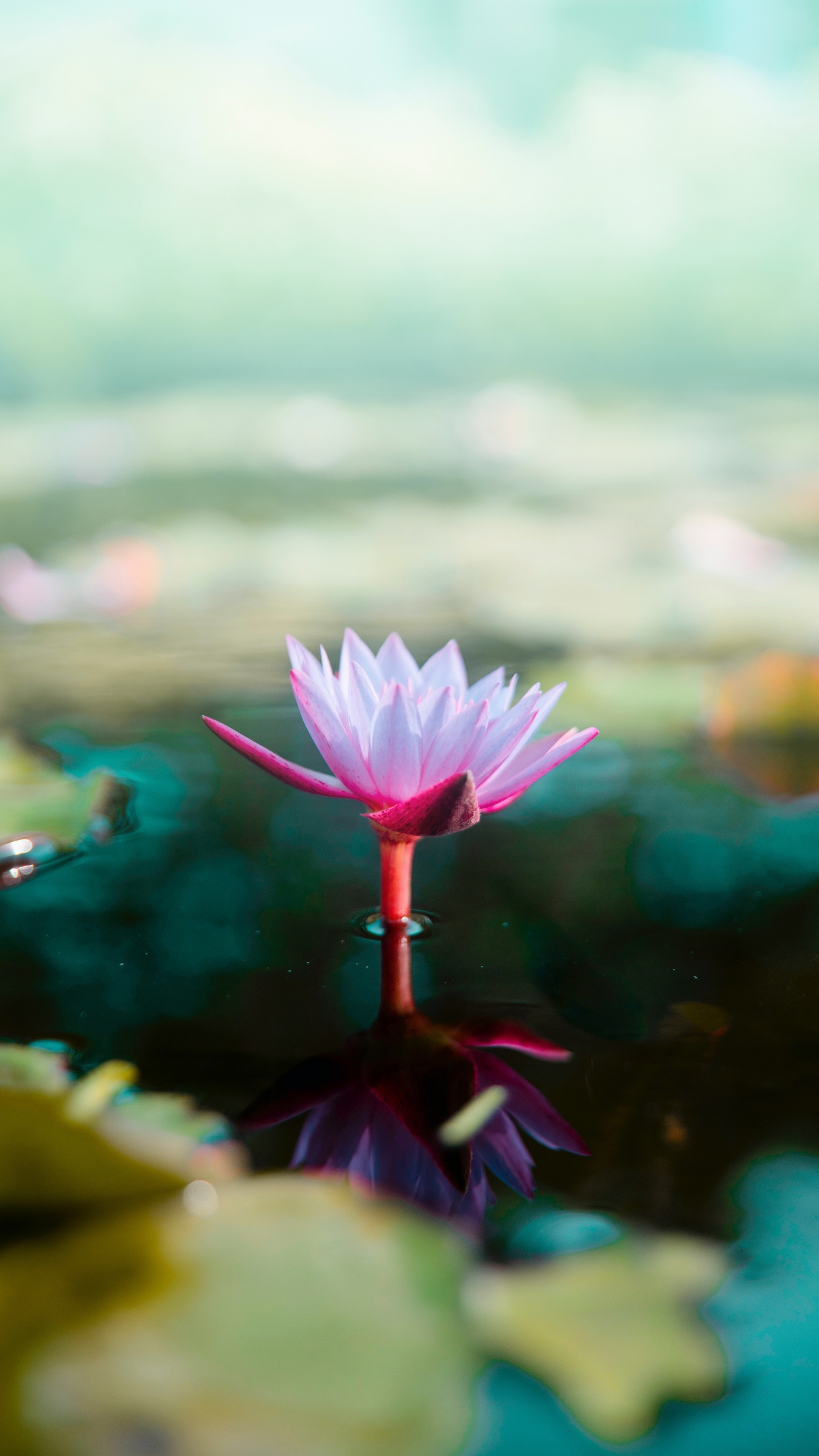 Обои цветок, Кувшинка Лотос, природа, священный Лотос, водное растение в разрешении 1440x2560