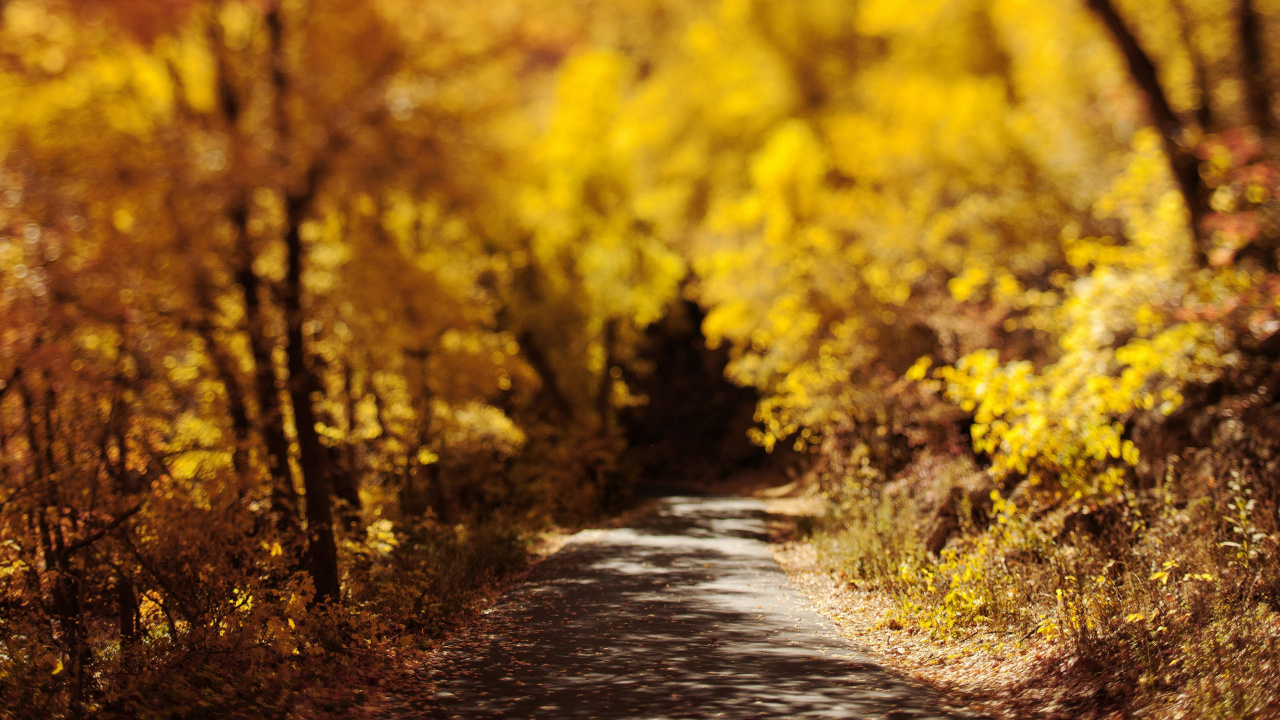 Обои природа, дерево, желтый, лист, осень в разрешении 1280x720