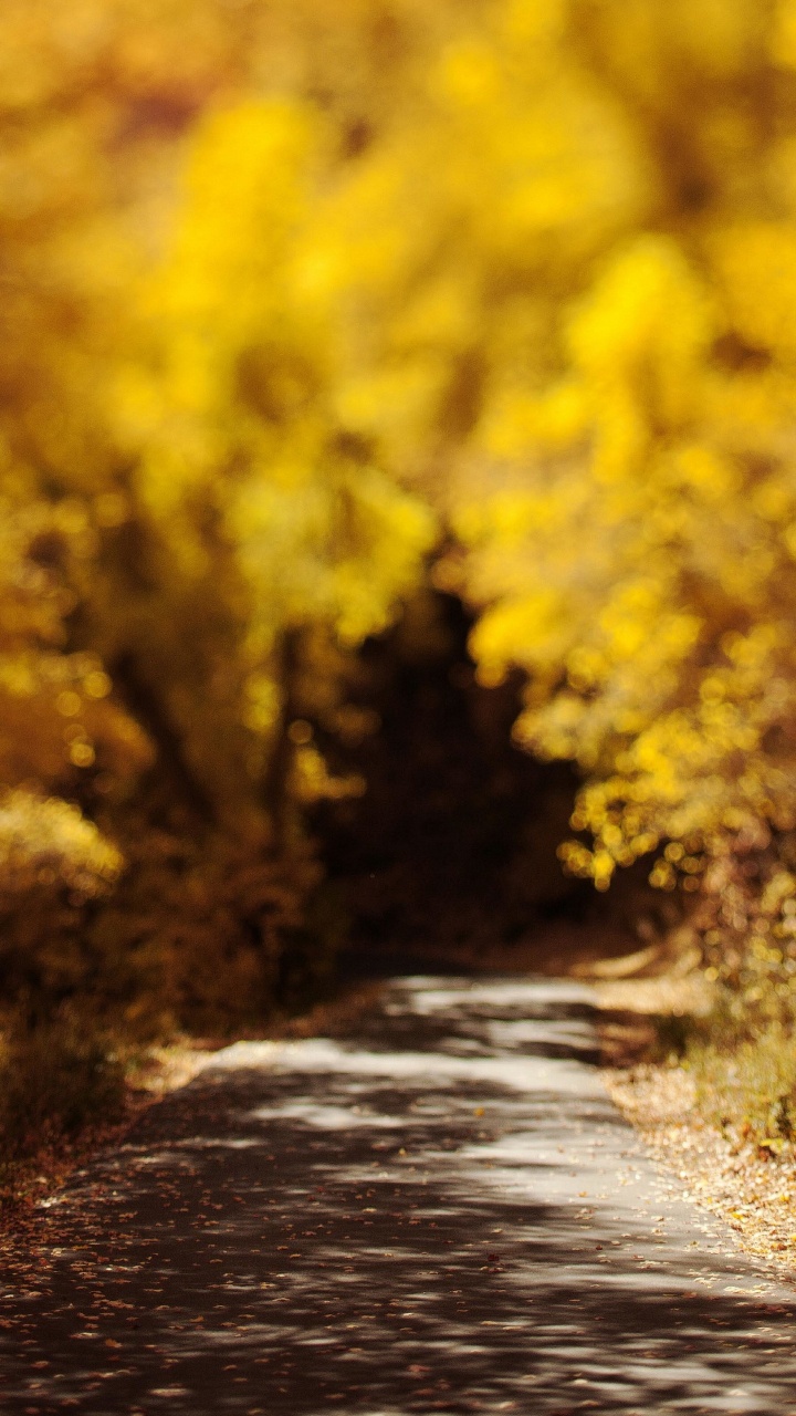 Обои природа, дерево, желтый, лист, осень в разрешении 720x1280