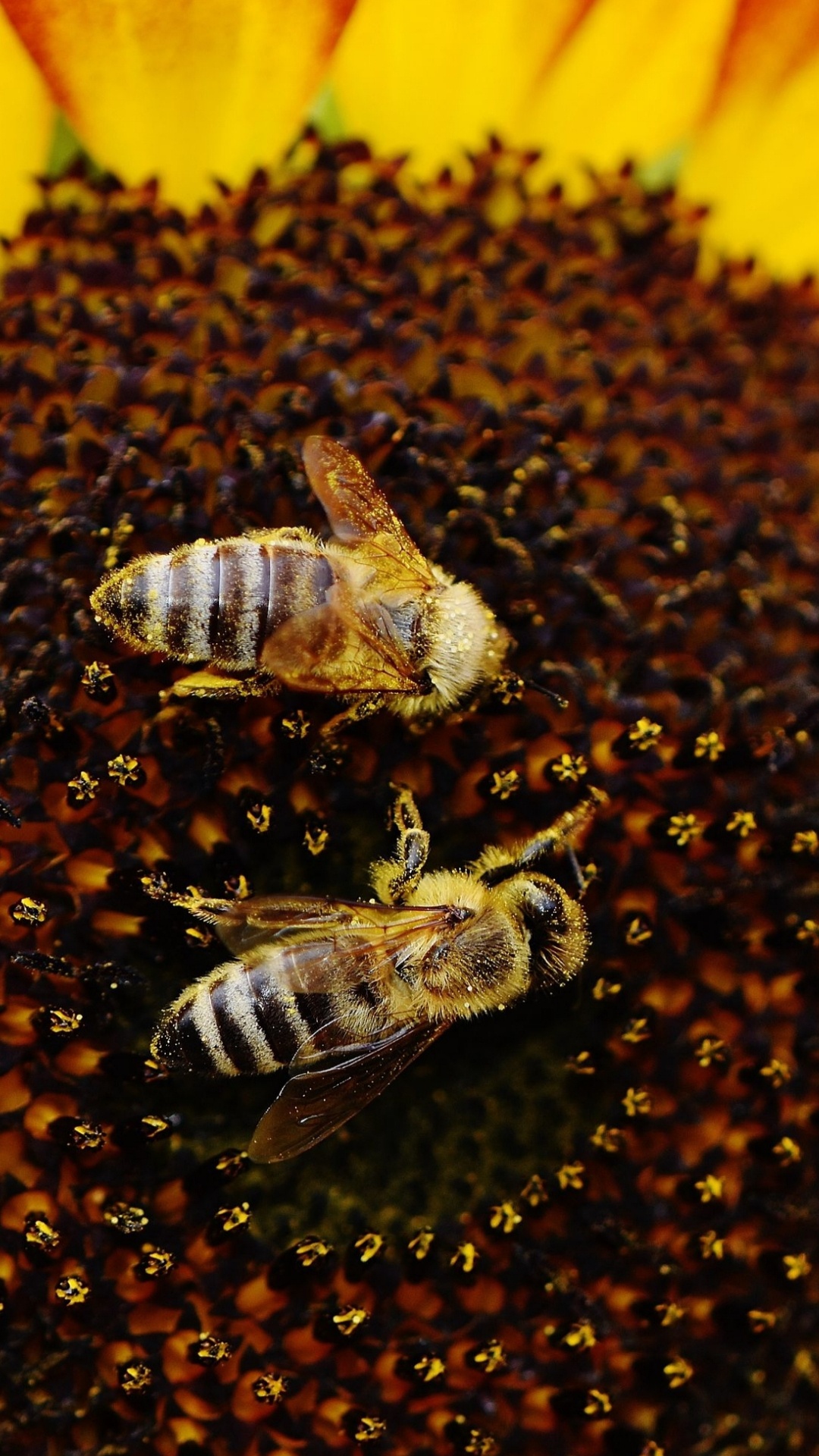 Обои опыление, опылитель, насекомое, членистоногое, желтый в разрешении 1080x1920