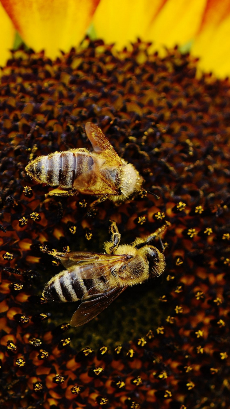 Обои опыление, опылитель, насекомое, членистоногое, желтый в разрешении 750x1334