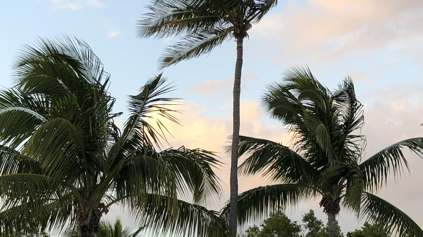Обои Бабассу, финиковая пальма, дерево, древесные растения, Пальма в разрешении 1366x768