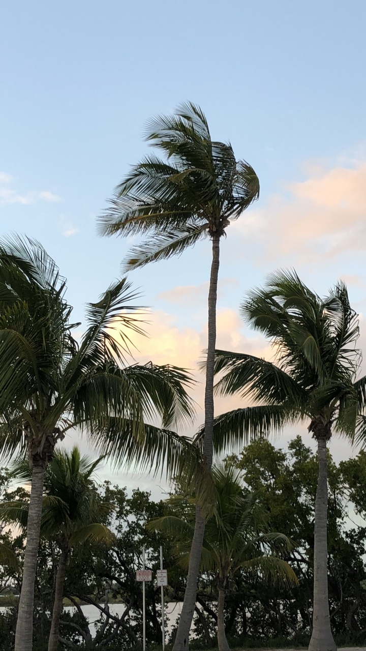 Обои Бабассу, финиковая пальма, дерево, древесные растения, Пальма в разрешении 720x1280