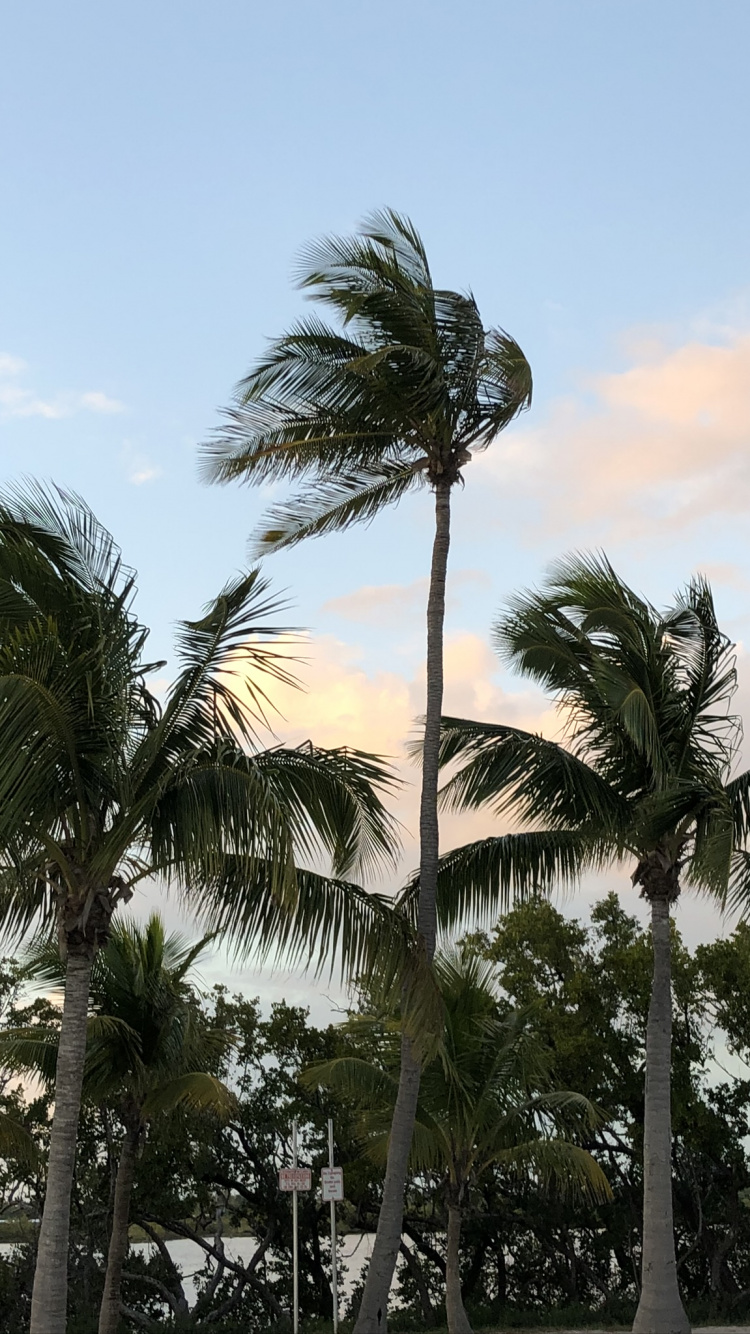 Обои Бабассу, финиковая пальма, дерево, древесные растения, Пальма в разрешении 750x1334