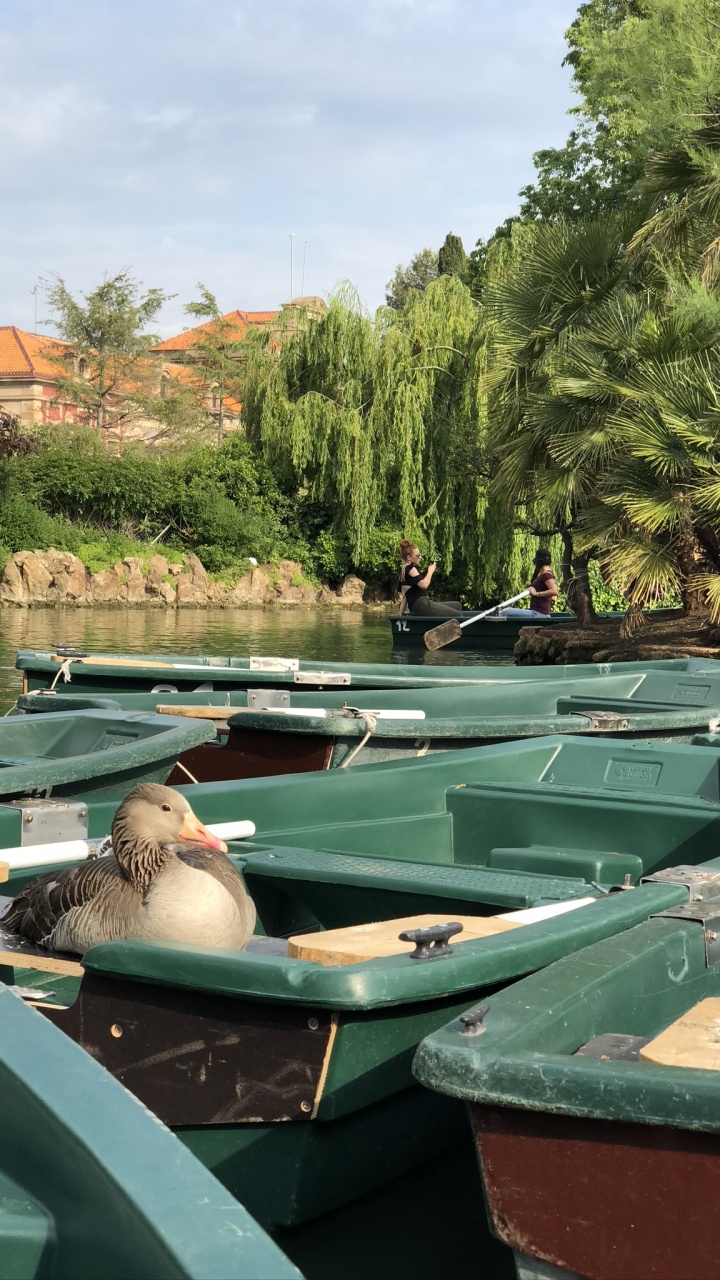 Обои вода, плавательный бассейн, лодка, водные элементы, водоем в разрешении 720x1280