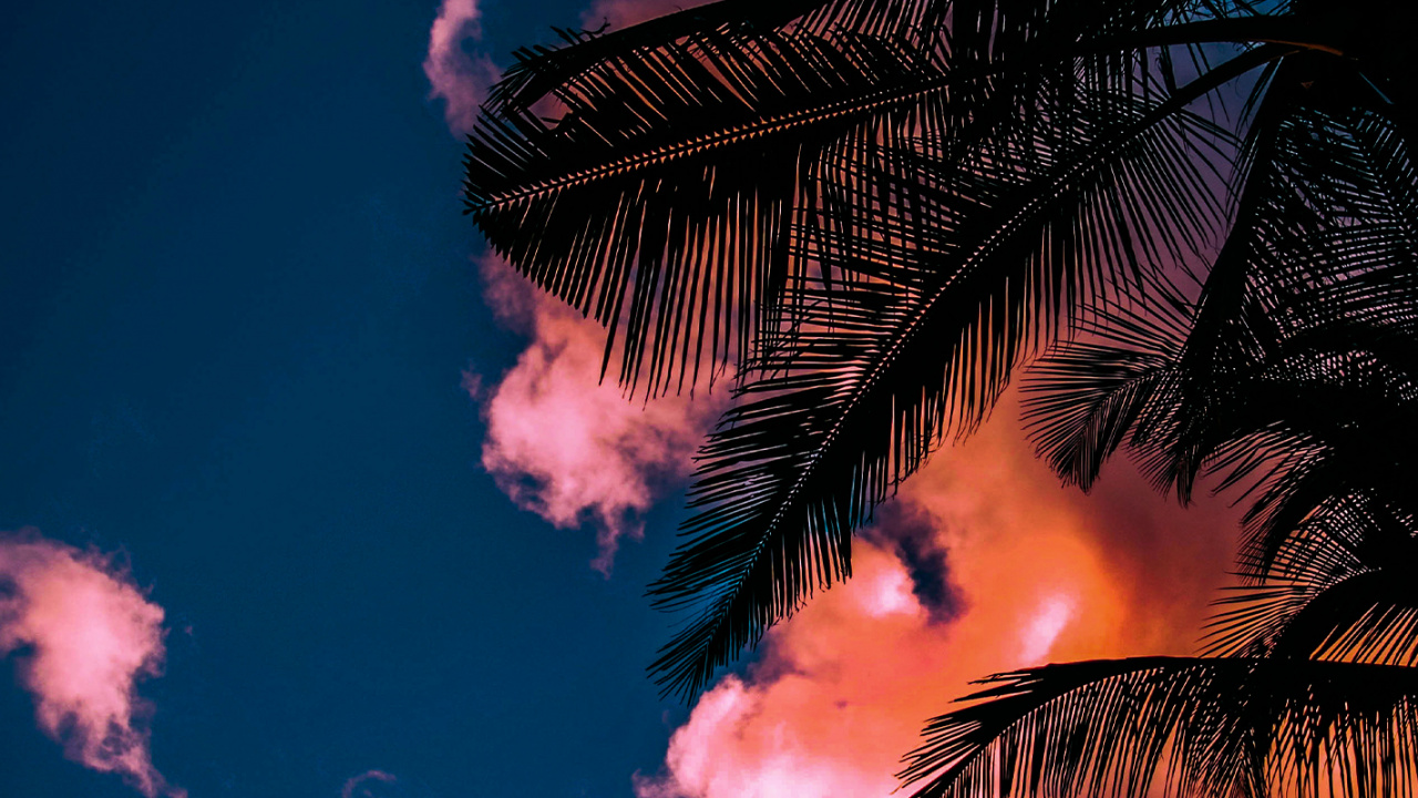 Обои skwidflow, облако, атмосфера, растение, свет в разрешении 1280x720