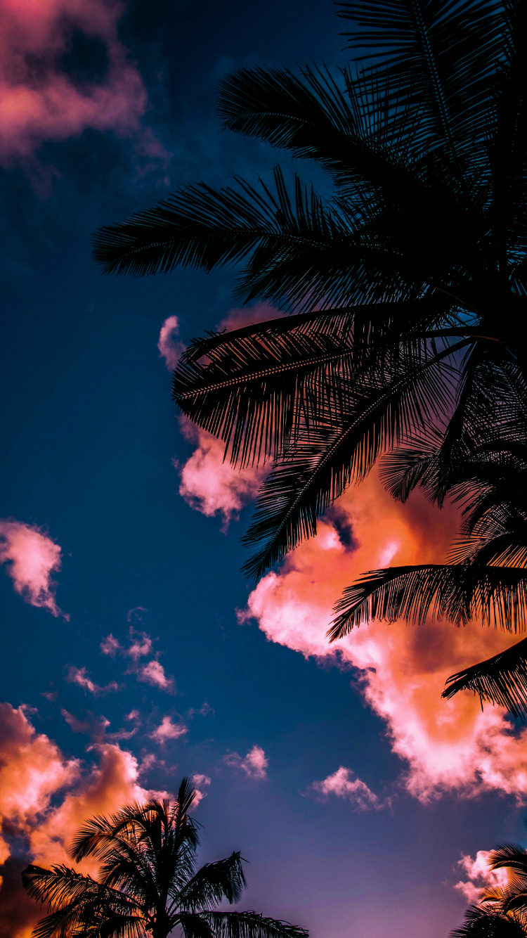 Обои skwidflow, облако, атмосфера, растение, свет в разрешении 750x1334