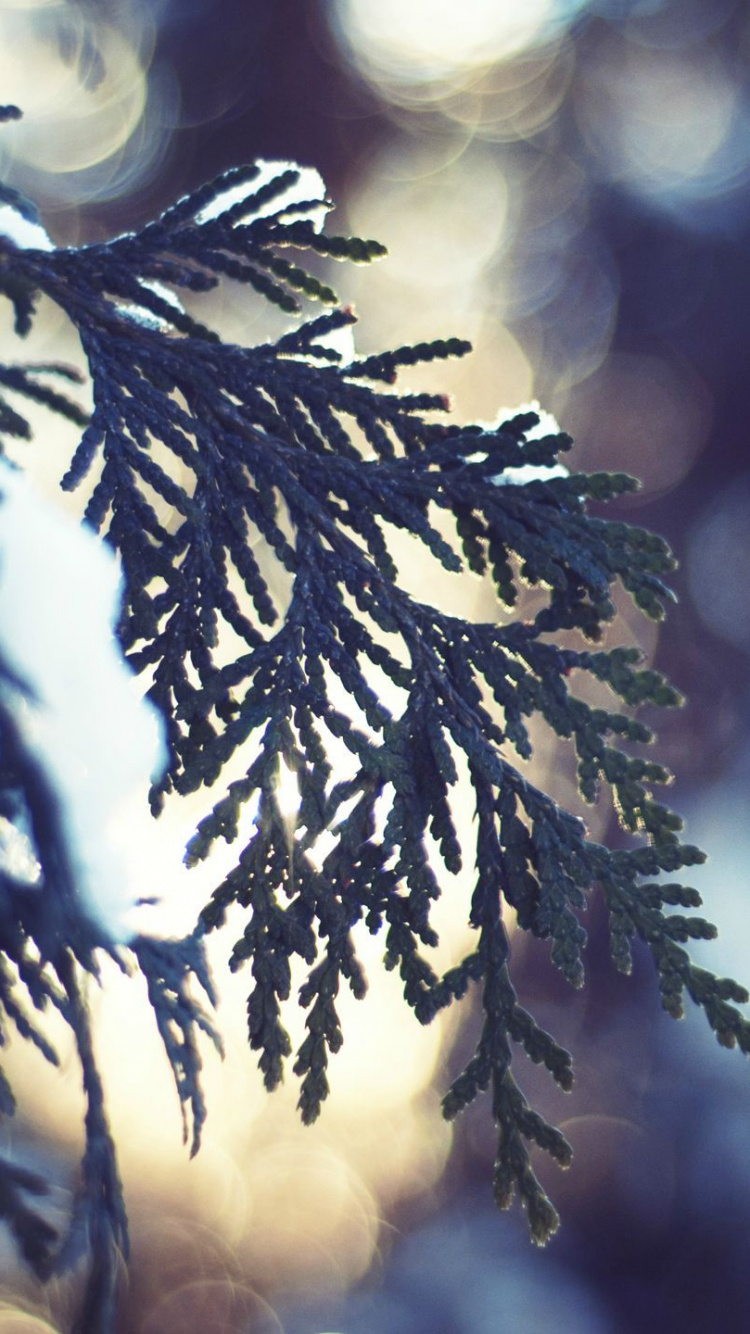 Обои снег, зима, дерево, ветвь, солнечный свет в разрешении 750x1334