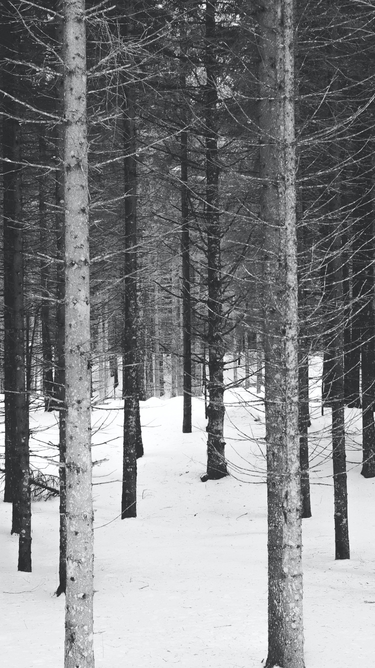 Обои черный и белый, зима, Черный И Белый Лес, растение, дерево в разрешении 750x1334