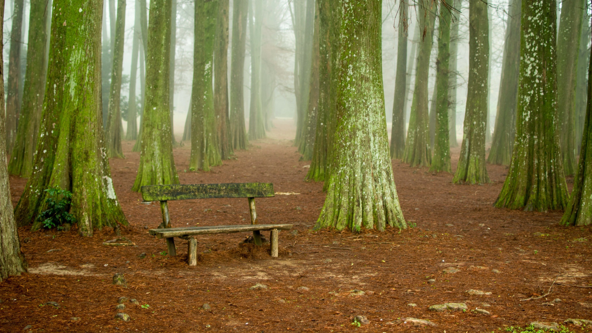 Обои лесистая местность, ель, лес, дерево, роща в разрешении 1920x1080