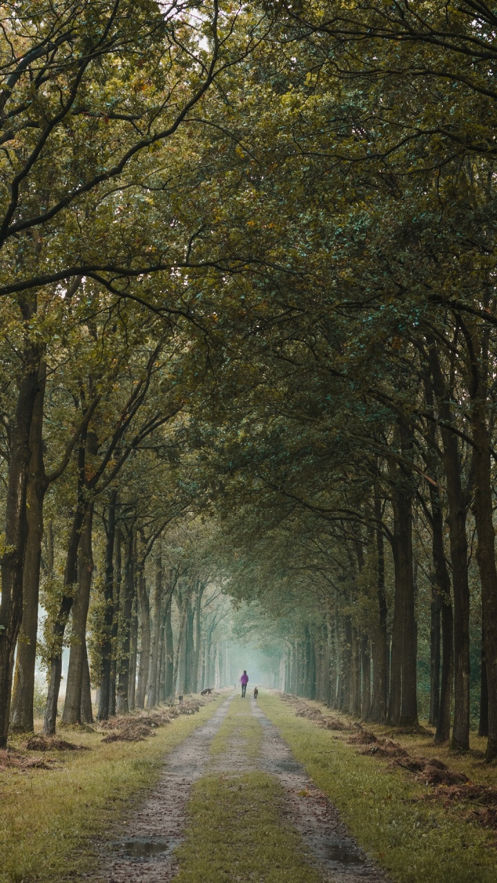 Обои лесистая местность, природа, зеленый, ветвь, дерево в разрешении 720x1280