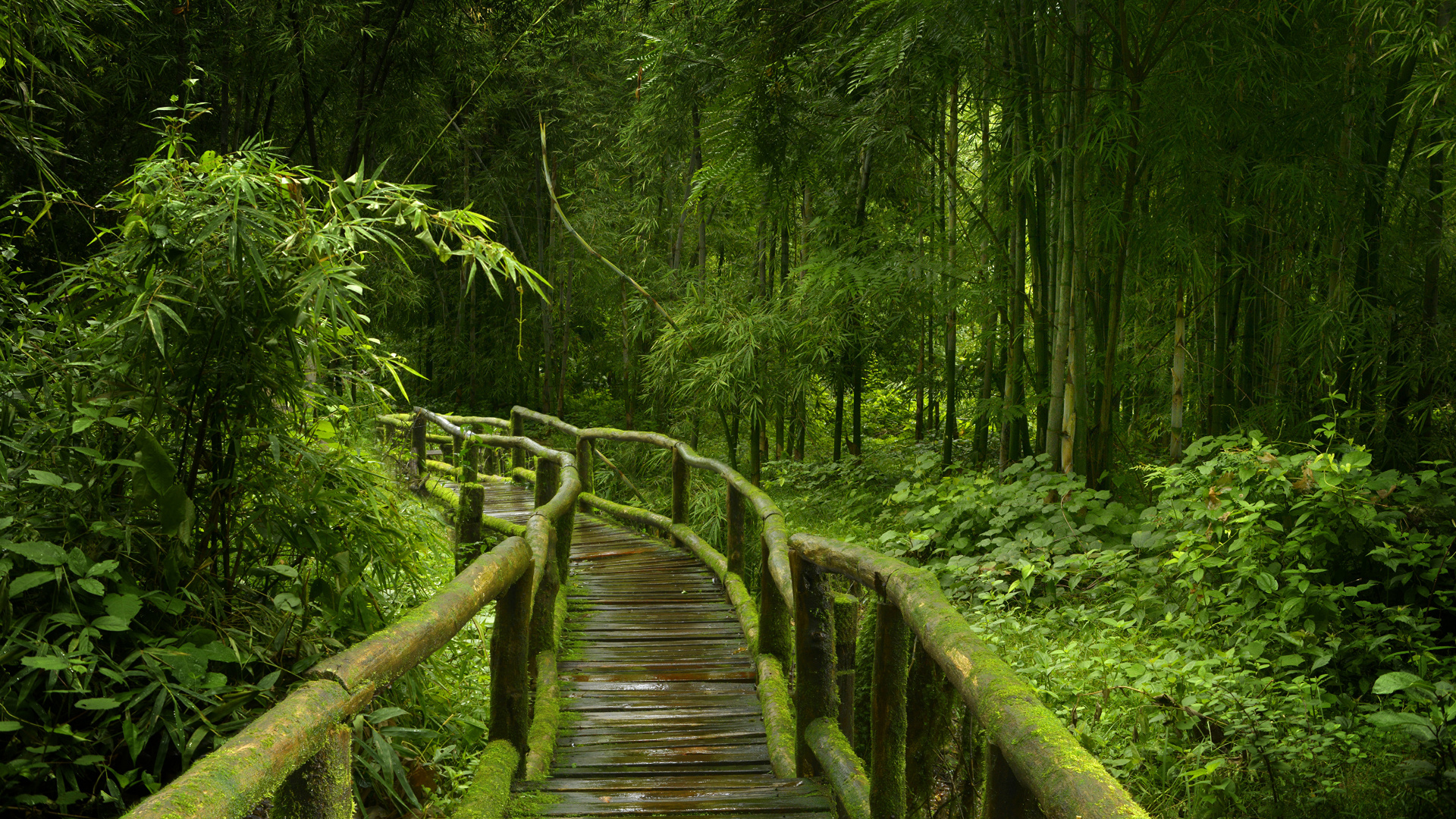 Тропический лес обои Full HD, HDTV, 1080p 16:9, тропический лес HD  картинки, 1920x1080 фото скачать бесплатно