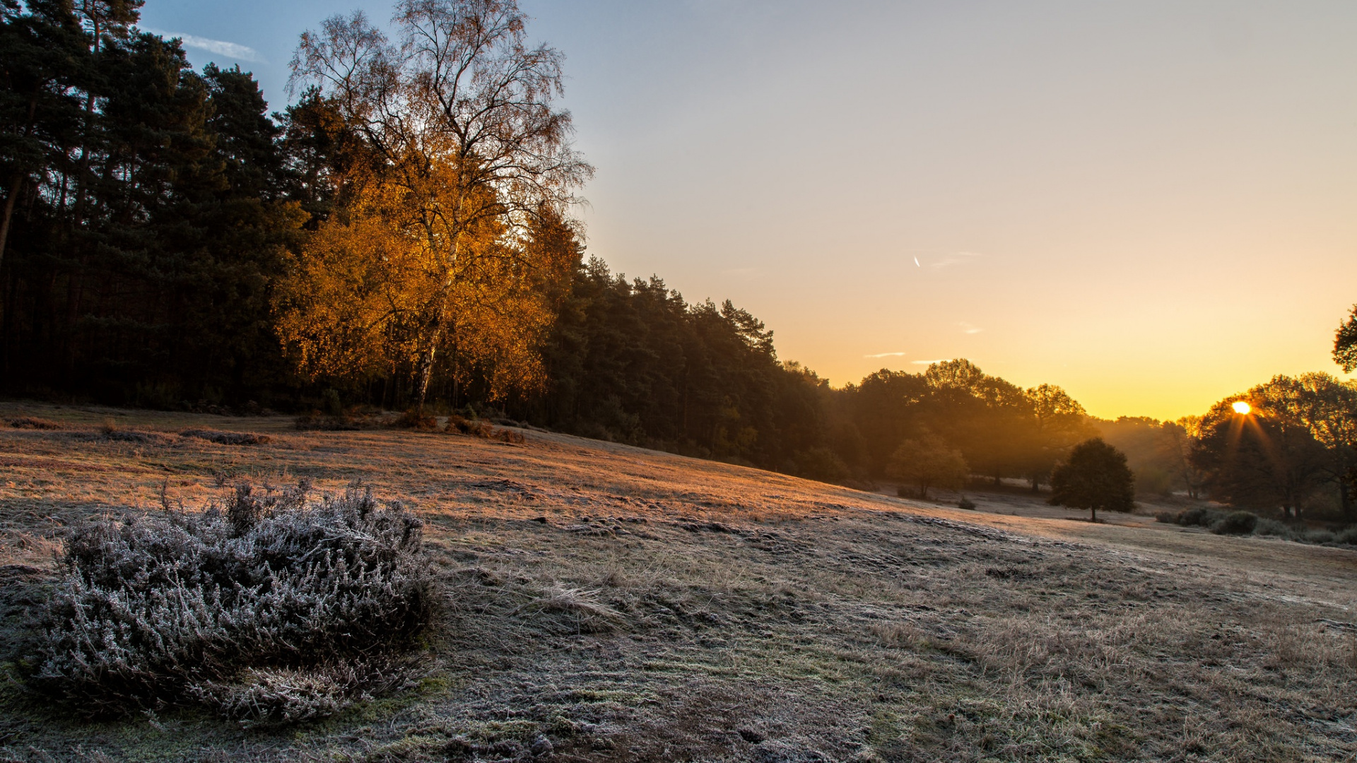 Обои дерево, утро, зима, солнечный свет, восход солнца в разрешении 1920x1080