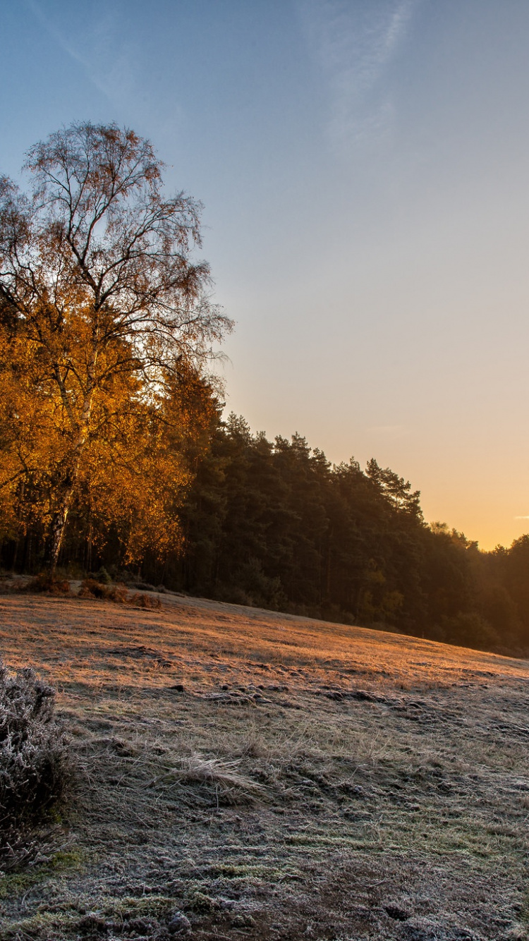 Обои дерево, утро, зима, солнечный свет, восход солнца в разрешении 750x1334