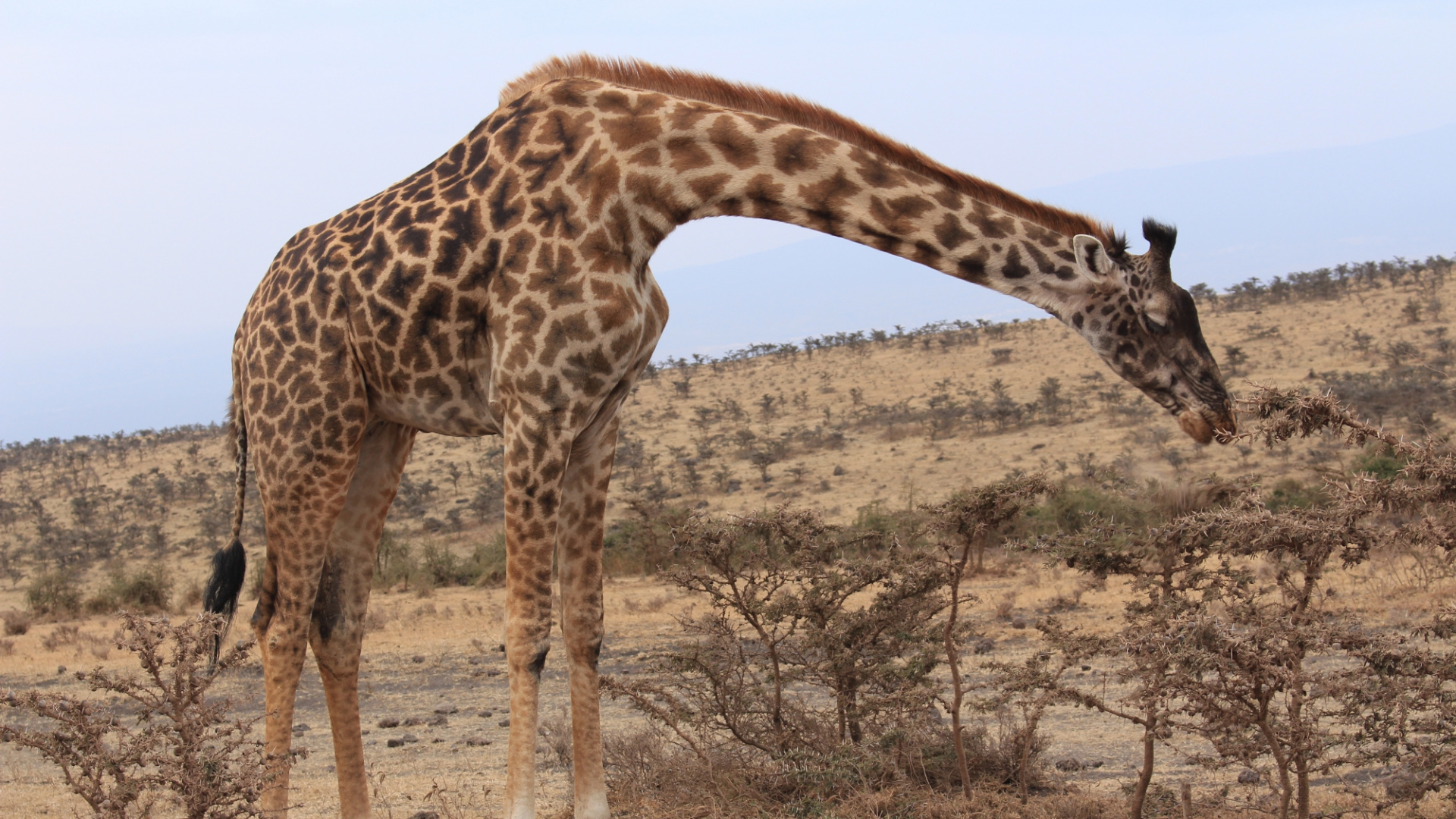 Обои Жираф, пустыня, Саванна, живая природа, наземные животные в разрешении 1920x1080