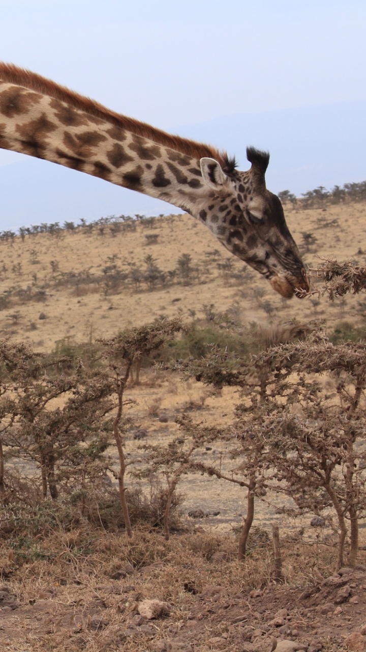 Обои Жираф, пустыня, Саванна, живая природа, наземные животные в разрешении 720x1280
