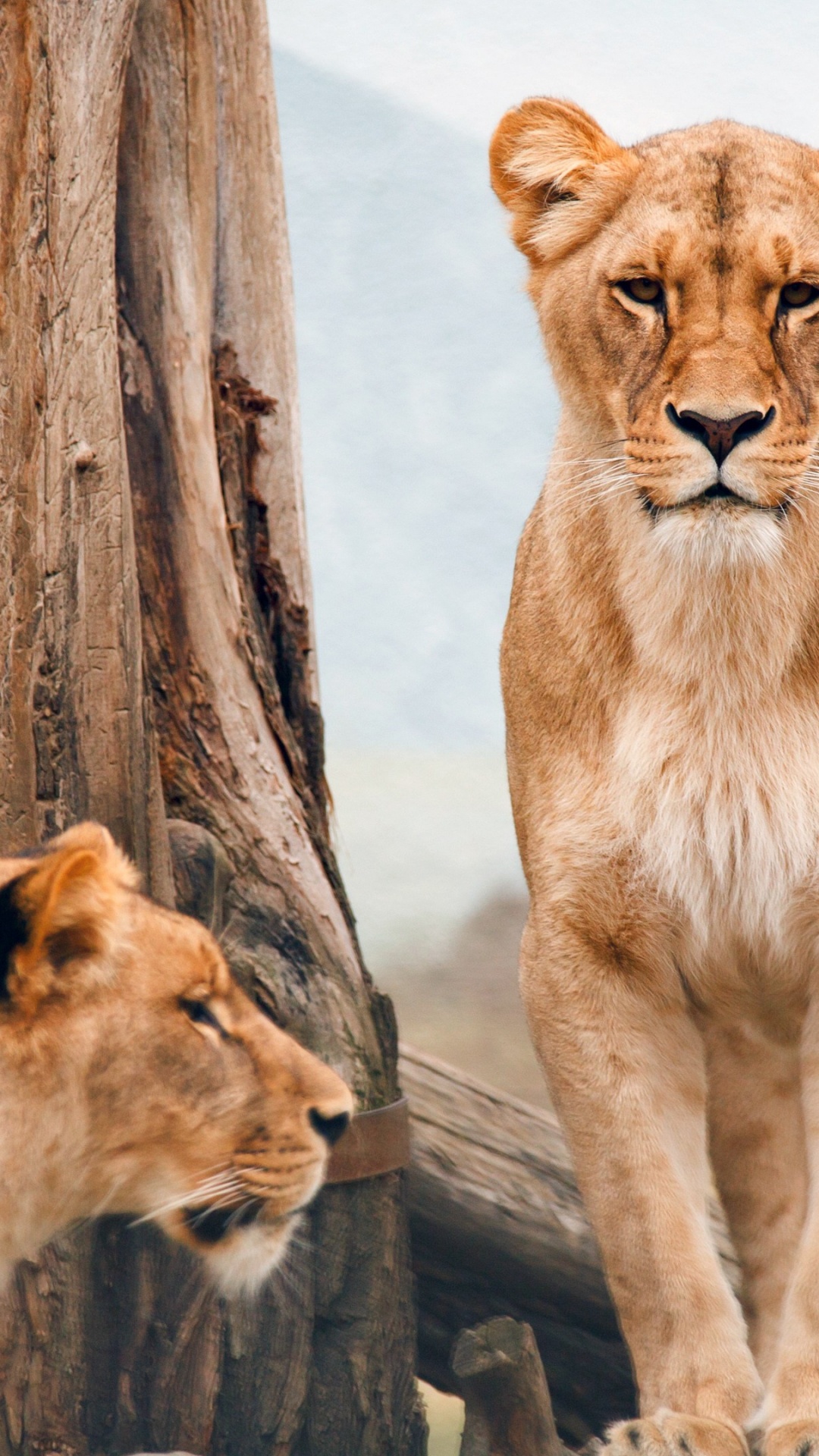 Обои африканские дикие животные, Лев, африканская дикая собака, Леопард, Дикая кошка в разрешении 1080x1920