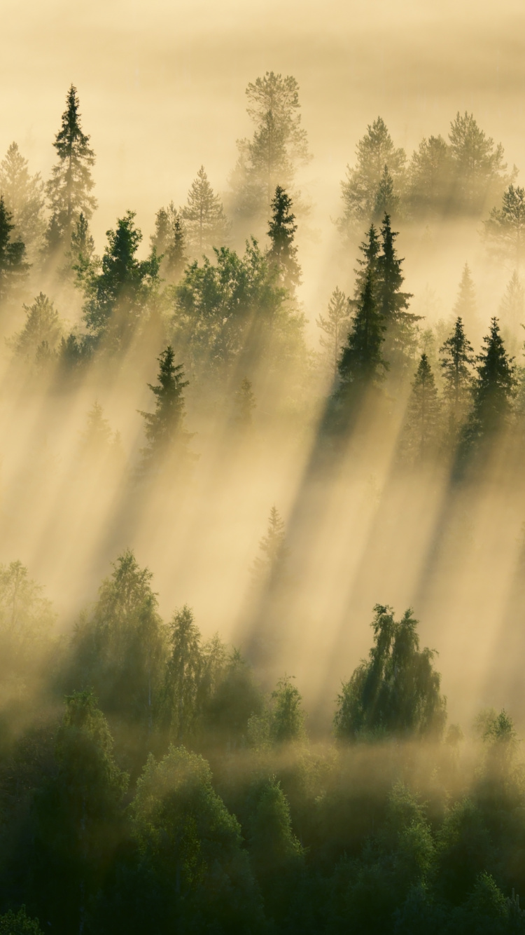 Обои природа, туман, утро, дерево, дымка в разрешении 750x1334