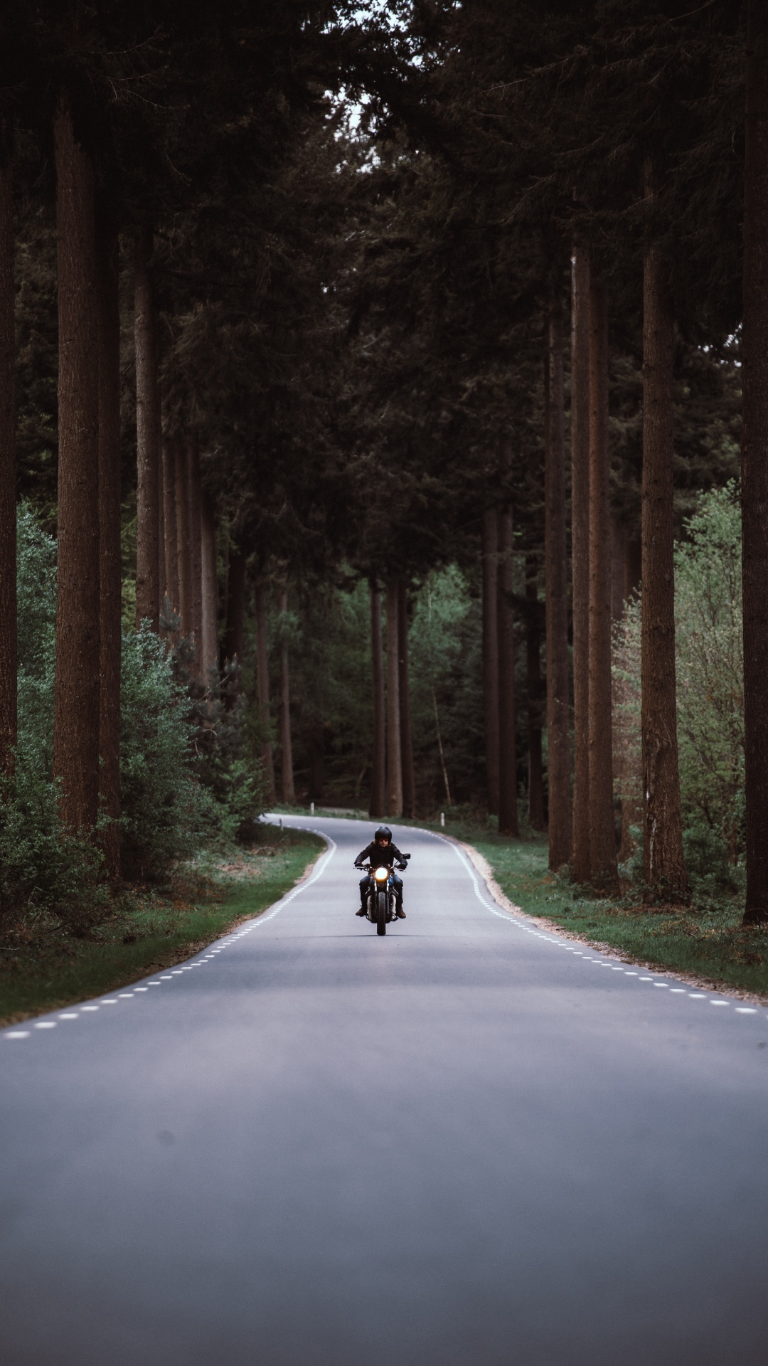 Обои мотоцикл, дорога, безопасность мотоцикла, дерево, окружающая среда в разрешении 1080x1920