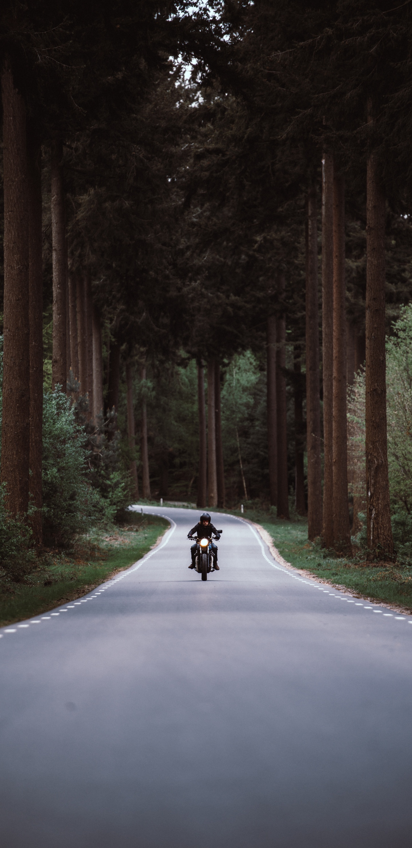 Обои мотоцикл, дорога, безопасность мотоцикла, дерево, окружающая среда в разрешении 1440x2960