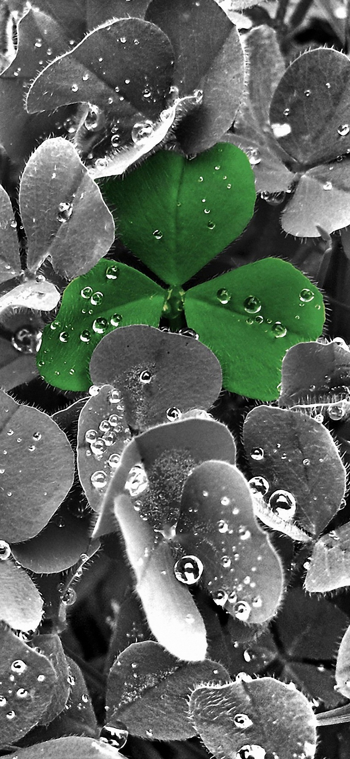 Обои лист, вода, роса, падение, влага в разрешении 1125x2436