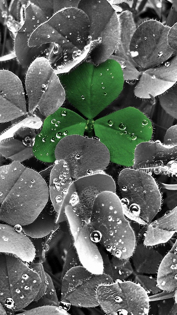 Обои лист, вода, роса, падение, влага в разрешении 720x1280