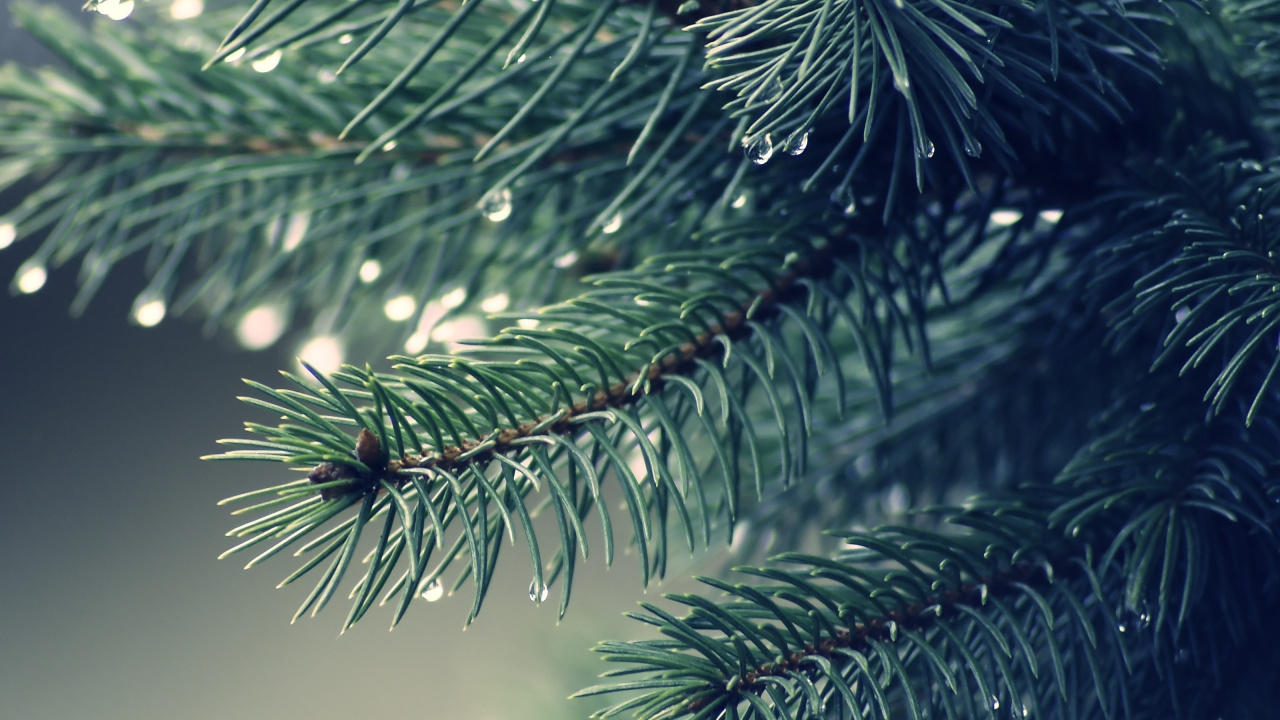 Обои дерево, ветвь, биом, сосна, пихта в разрешении 1280x720