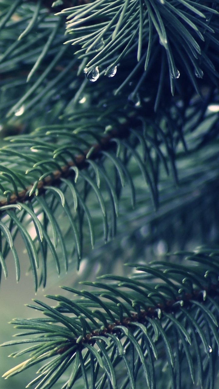 Обои дерево, ветвь, биом, сосна, пихта в разрешении 720x1280