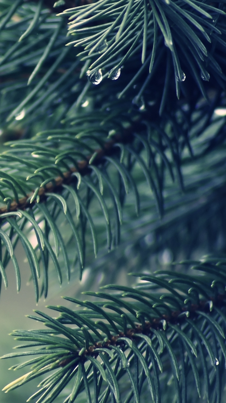 Обои дерево, ветвь, биом, сосна, пихта в разрешении 750x1334