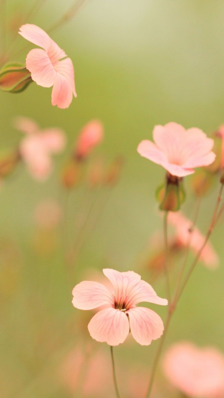 Обои цветок, лето, розовый, растение, лепесток в разрешении 720x1280