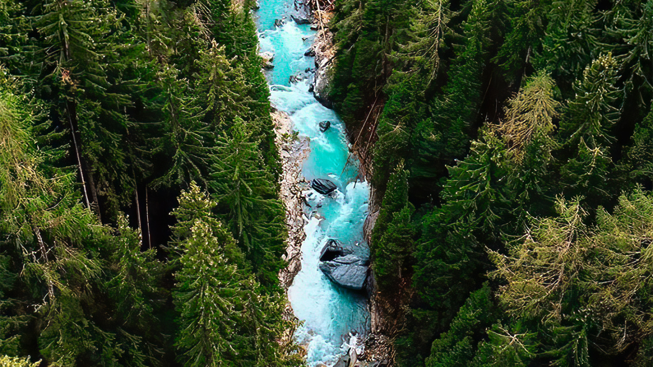 Обои дерево, вода, растение, природный ландшафт, водоток в разрешении 1280x720