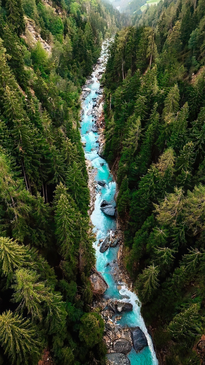 Обои дерево, вода, растение, природный ландшафт, водоток в разрешении 720x1280