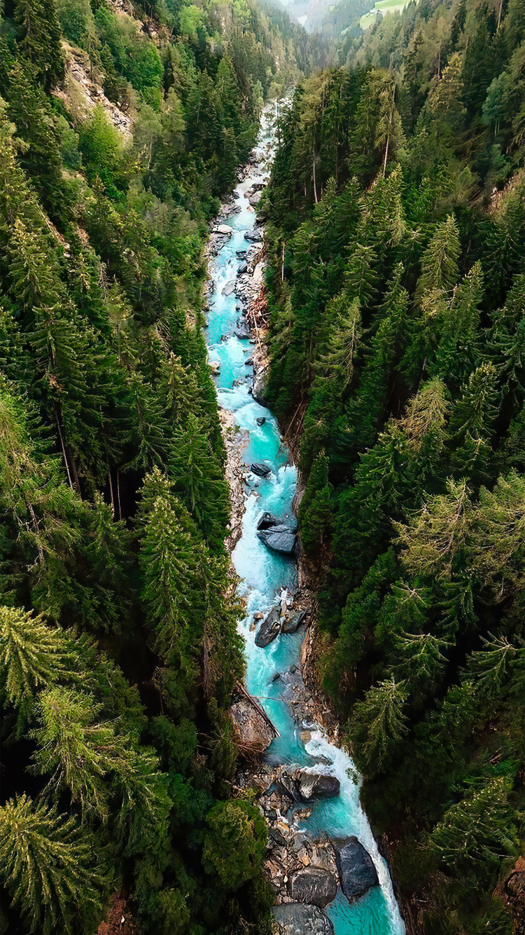 Обои дерево, вода, растение, природный ландшафт, водоток в разрешении 750x1334
