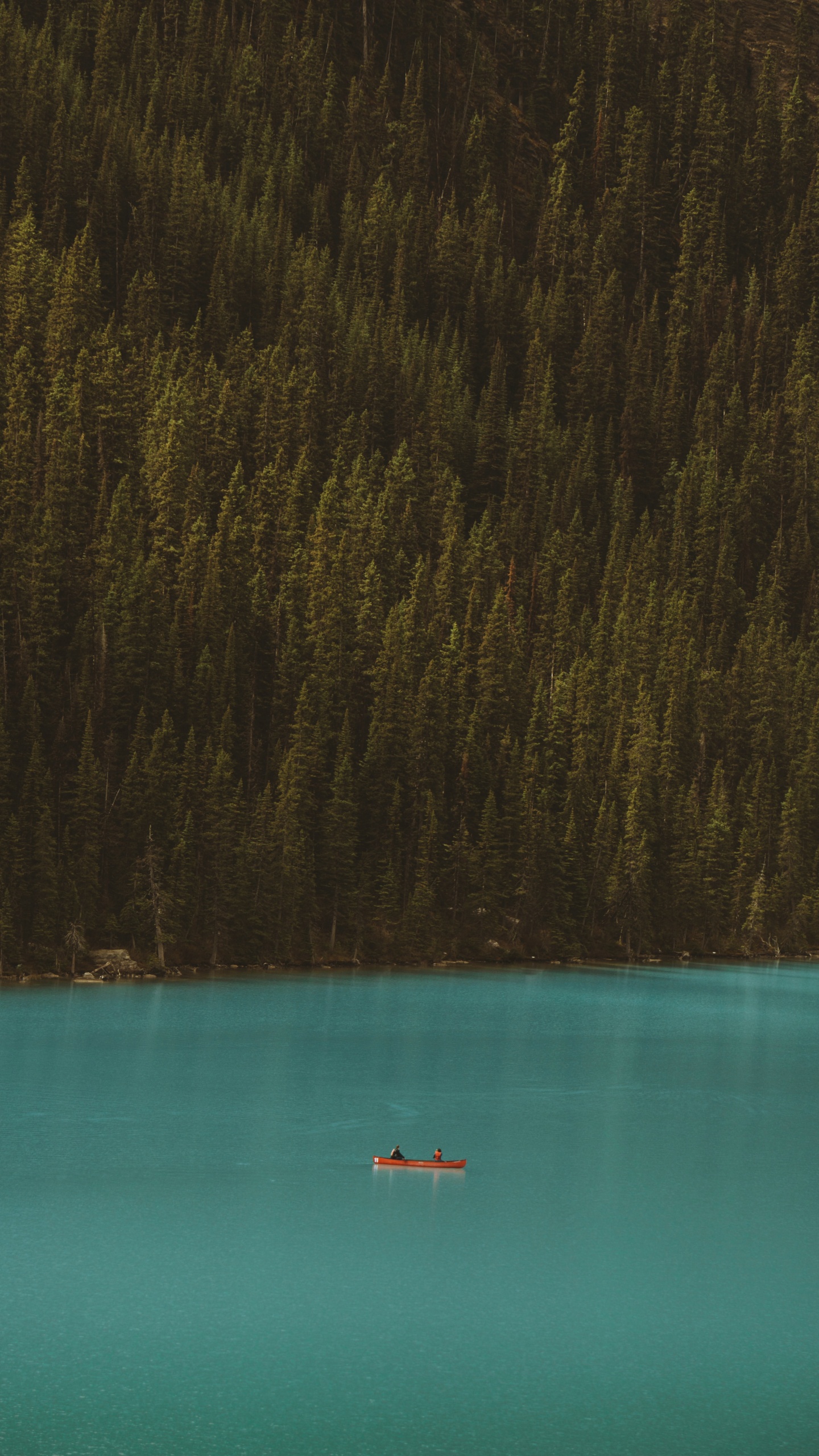 Обои вода, лес, звук, синий, чирок в разрешении 1440x2560