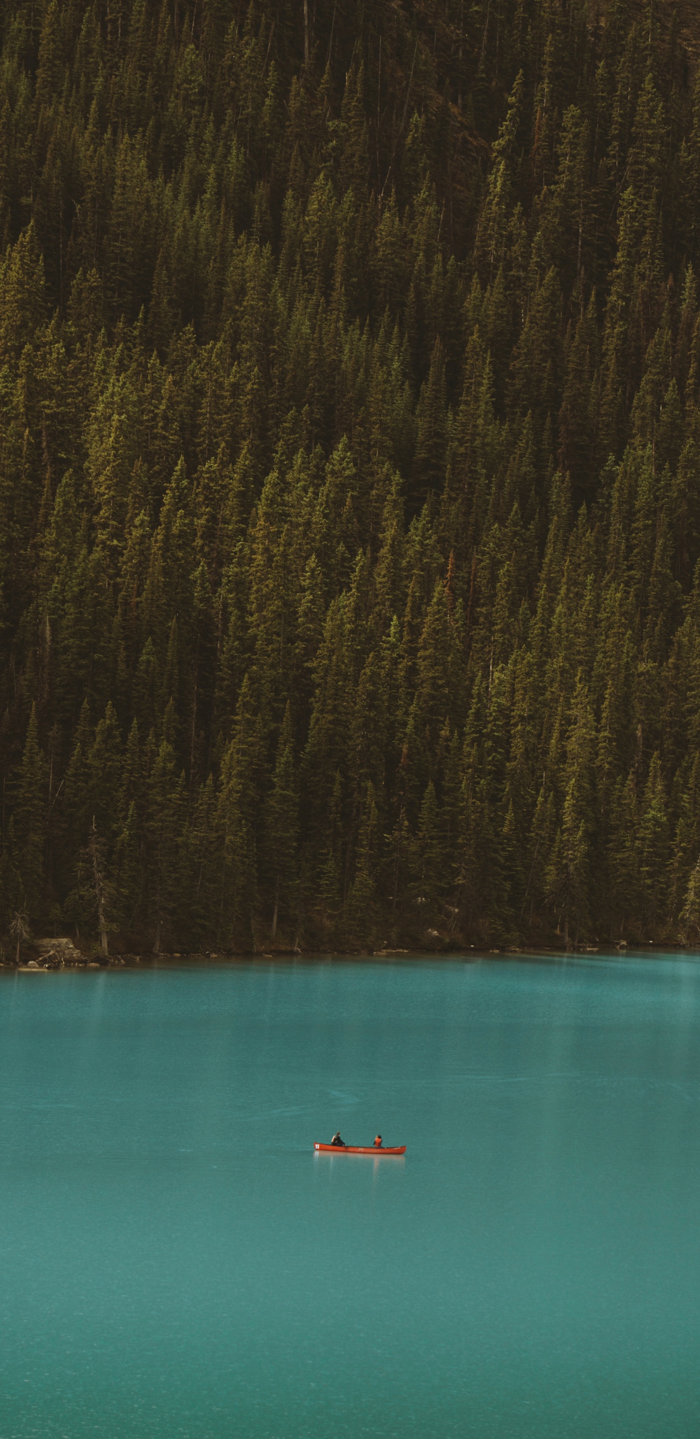 Обои вода, лес, звук, синий, чирок в разрешении 1440x2960