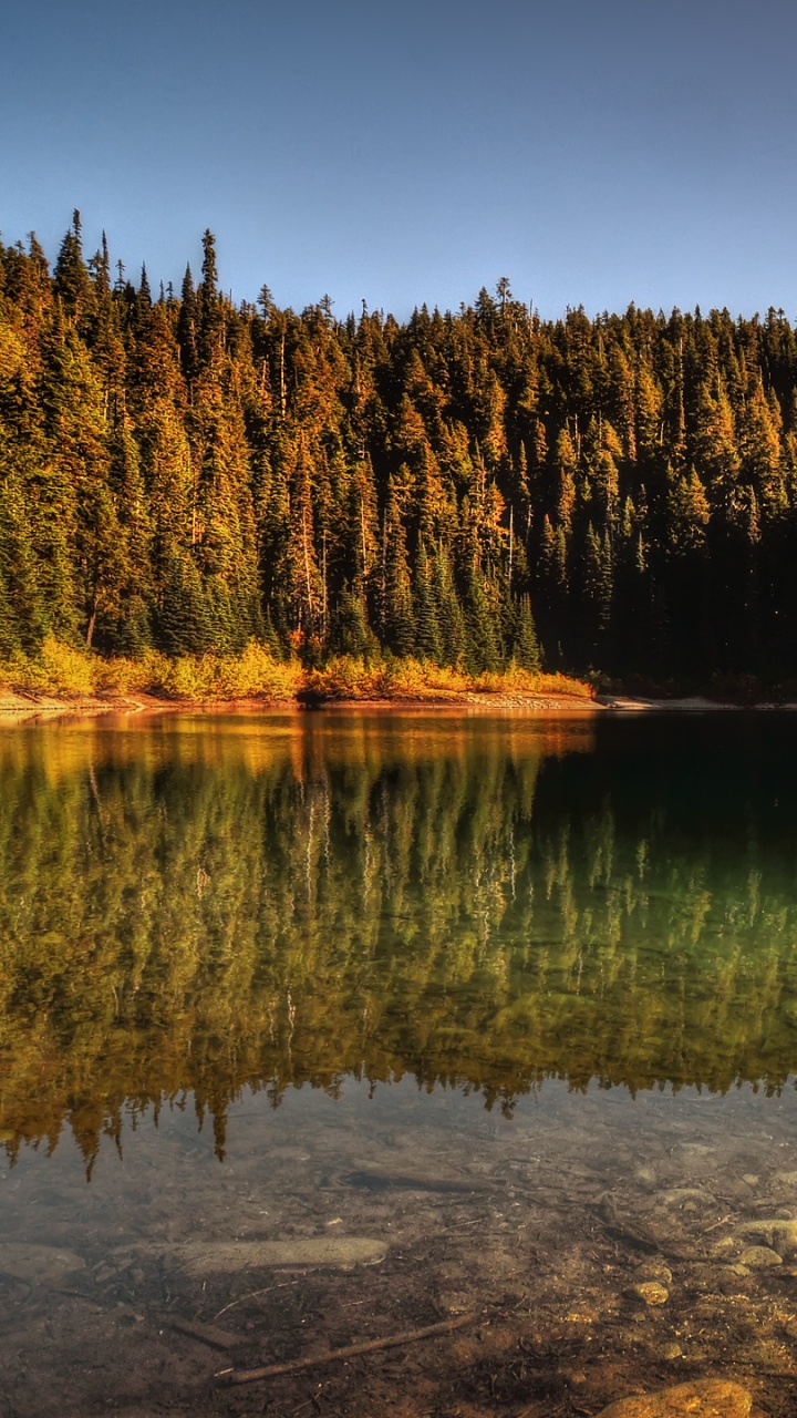 Обои отражение, природа, вода, дерево, озеро в разрешении 720x1280