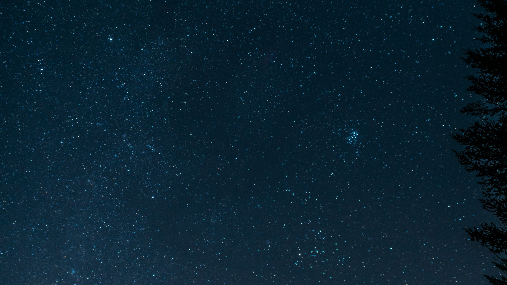 Обои черный, синий, ночь, атмосфера, дерево в разрешении 1920x1080