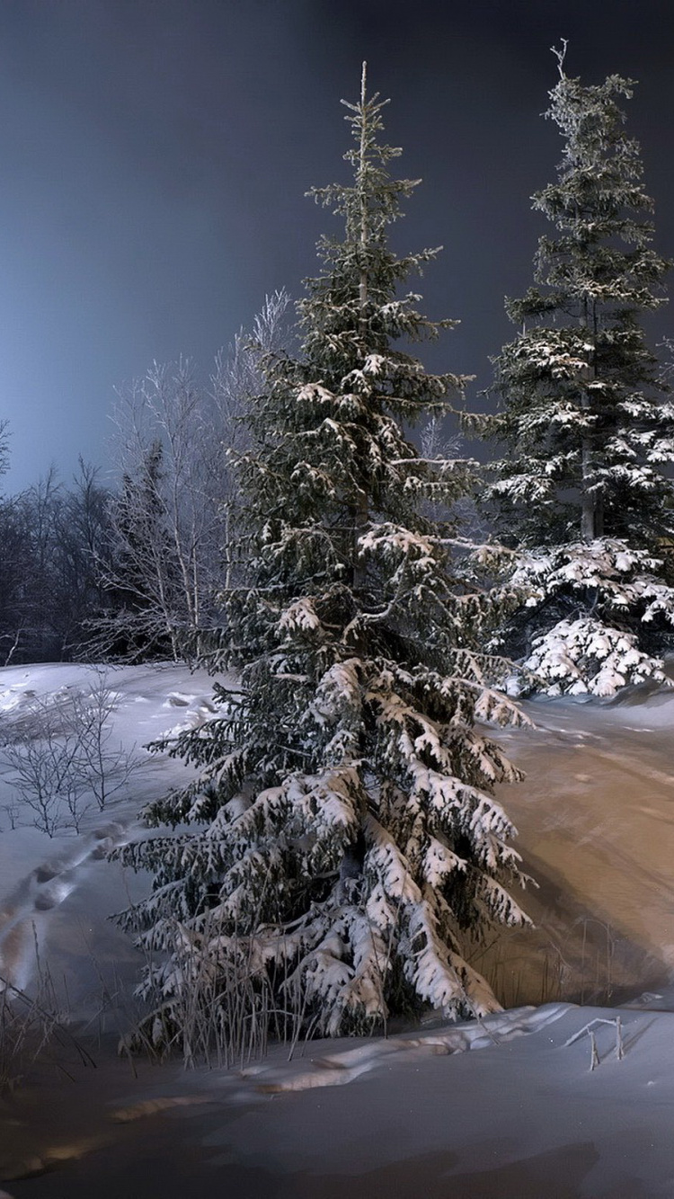 Обои зима, снег, природа, замораживание, дерево в разрешении 750x1334