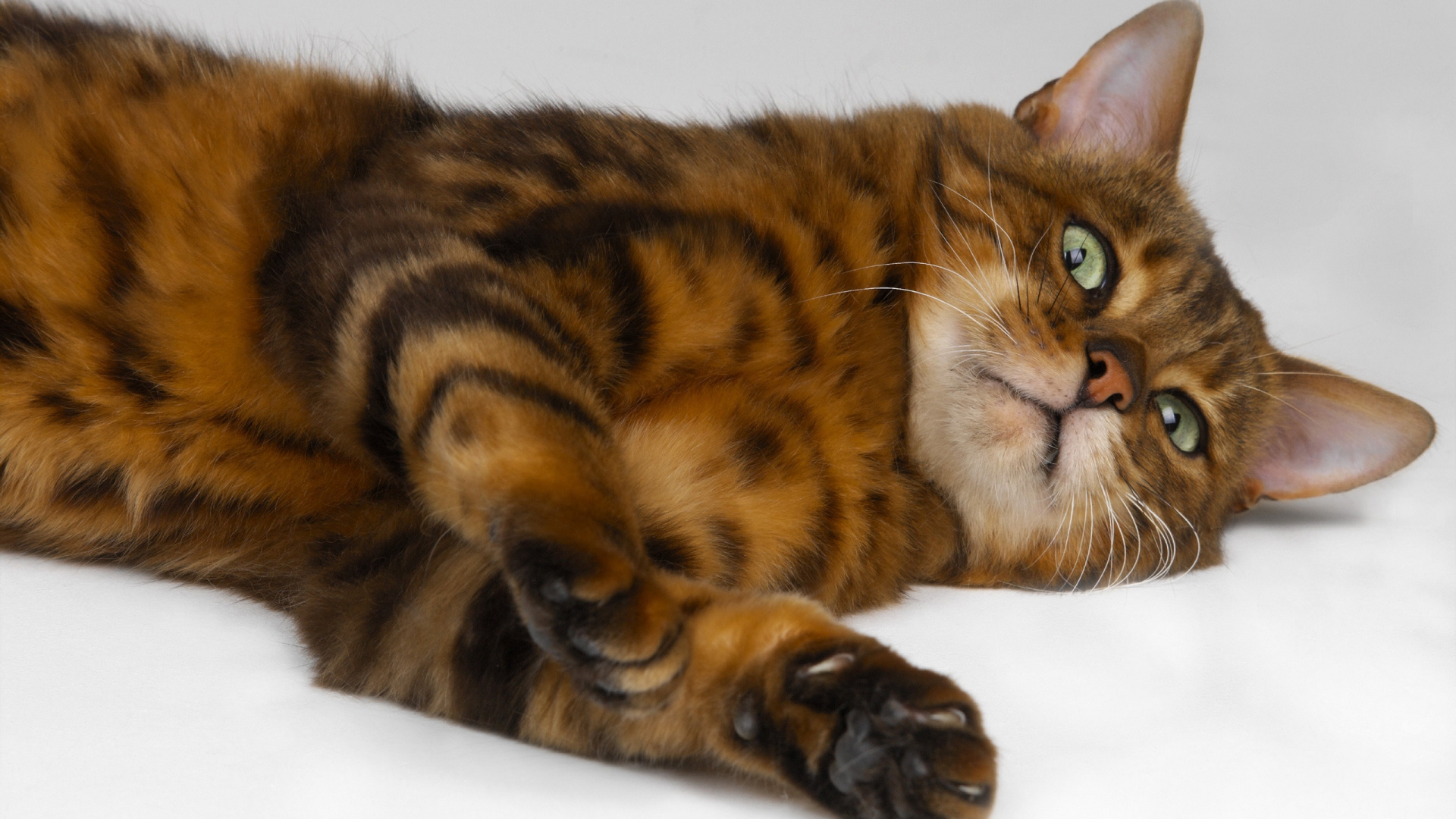 Обои тойгер, ли дракон, Бенгалия, мех, котенок в разрешении 1920x1080