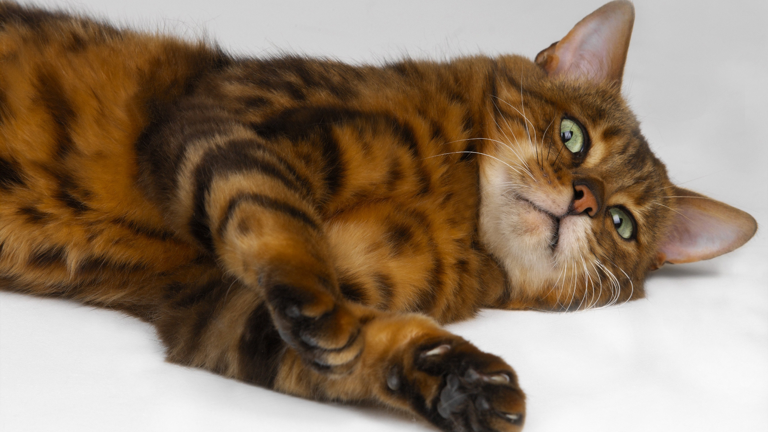 Обои тойгер, ли дракон, Бенгалия, мех, котенок в разрешении 2560x1440