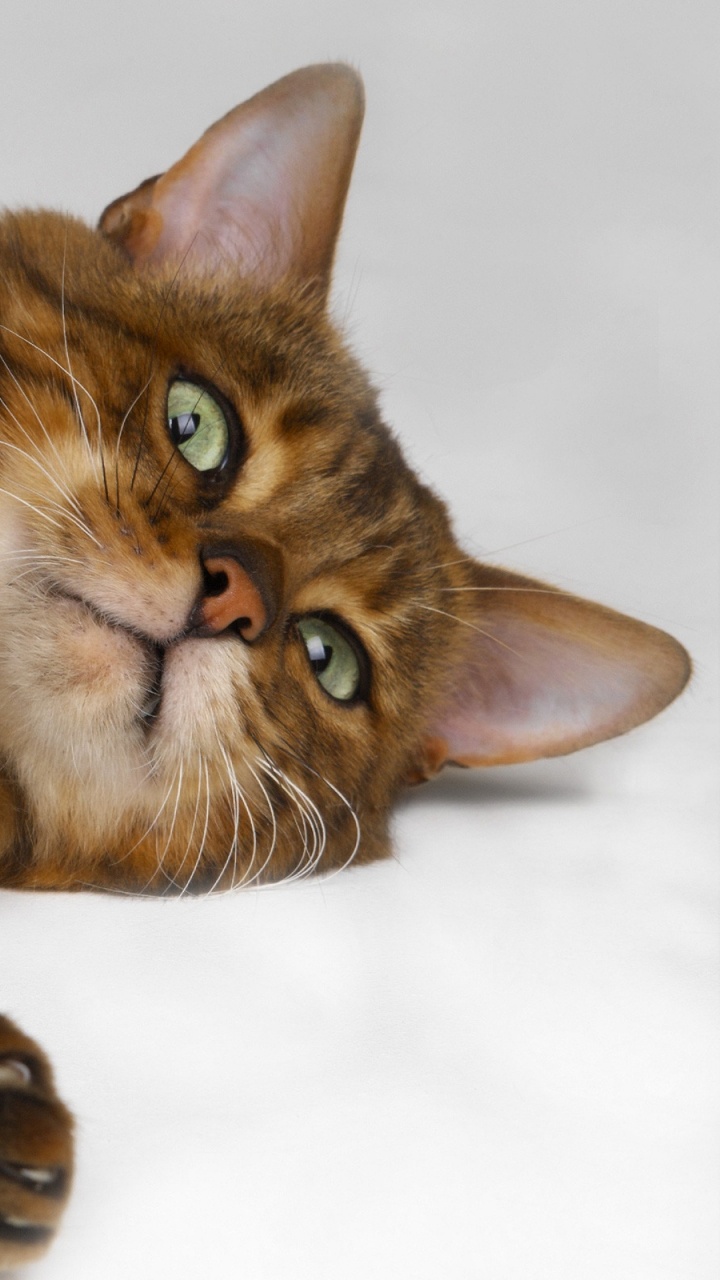 Обои тойгер, ли дракон, Бенгалия, мех, котенок в разрешении 720x1280