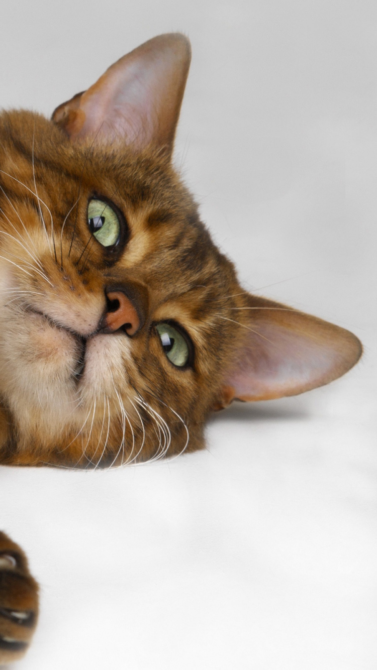 Обои тойгер, ли дракон, Бенгалия, мех, котенок в разрешении 750x1334