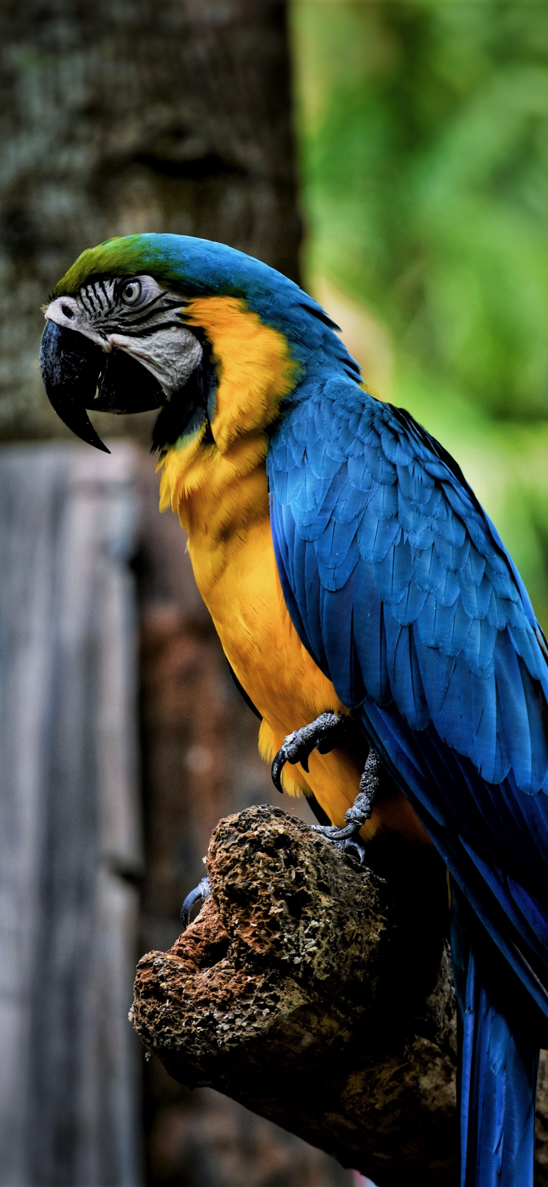 Обои Ара птица, гиацинтовый Ара, Ара, клюв, птица в разрешении 1125x2436