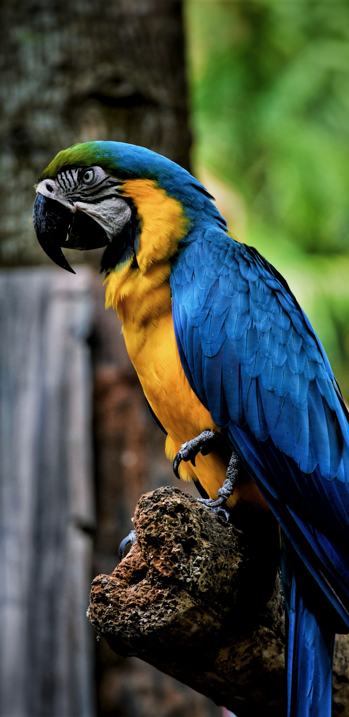 Обои Ара птица, гиацинтовый Ара, Ара, клюв, птица в разрешении 1440x2960