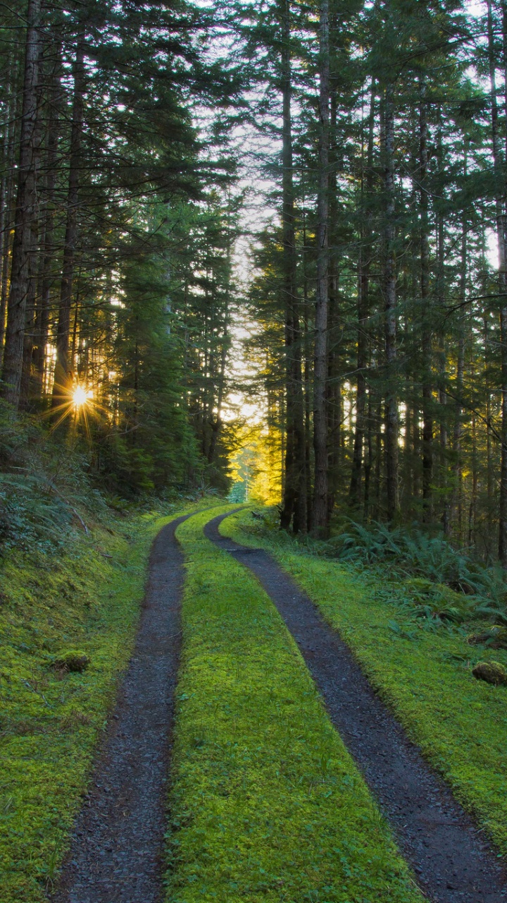 Обои лес, дерево, природа, лесистая местность, природный заповедник в разрешении 720x1280