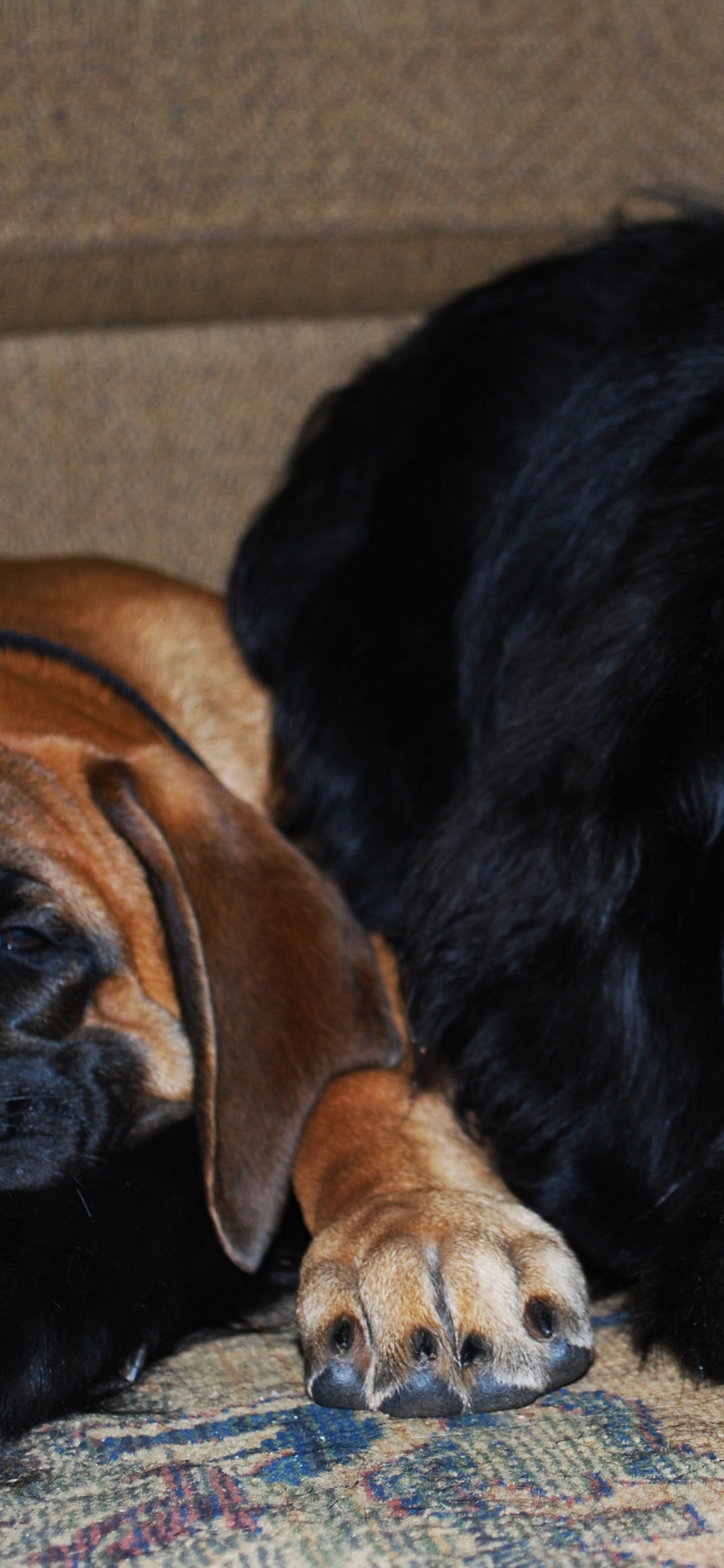 Обои пес, щенок, Ньюфаундленд, собака породы, морда в разрешении 1125x2436