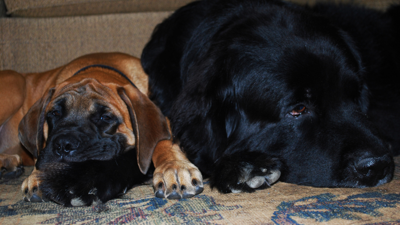 Обои пес, щенок, Ньюфаундленд, собака породы, морда в разрешении 1280x720