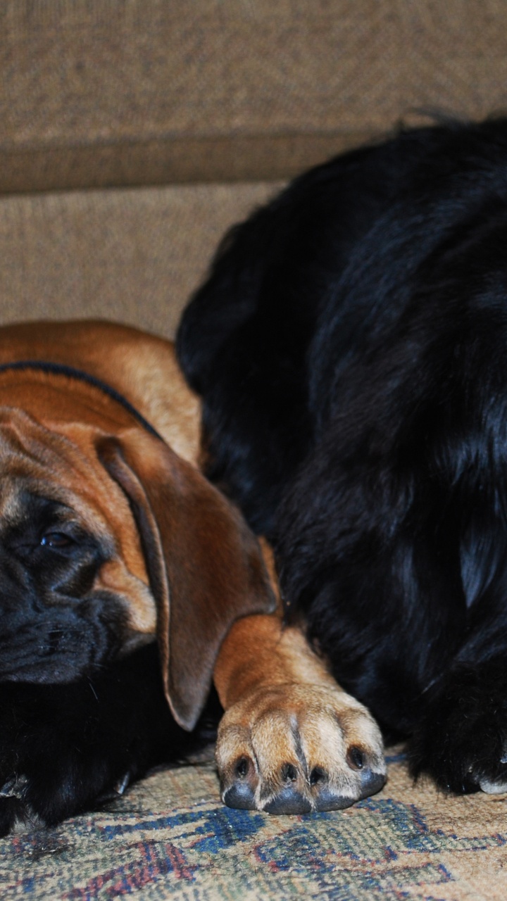 Обои пес, щенок, Ньюфаундленд, собака породы, морда в разрешении 720x1280